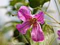 Clematis x diversifolia Heather Herschell IMG_0082 Powojnik